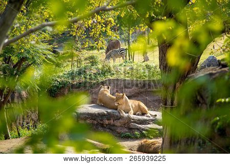 Tennoji Zoo, Osaka, Kansai, Japan - November 2017 : Poor Two Lion Sitting On Open Air Park And Look 