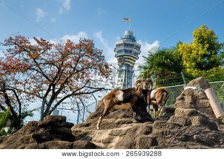 Tennoji Zoo, Osaka, Kansai, Japan - November 2017 : Mountain Goat Standing On Top Of Rock With Tenno