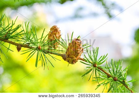 Sprig Of European Larch Or Larix Decidua With Pine Cones On Blurred Background. Branch Of Larch