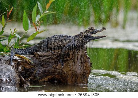 Black Caiman (melanosuchus Niger) Amazon Rainforest, Brazil