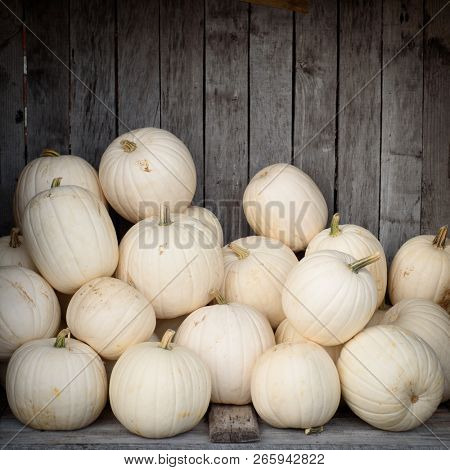 White ghost pumpkins (snowball, luminas or caspers pumkins) piled up in an aged wooden bin.