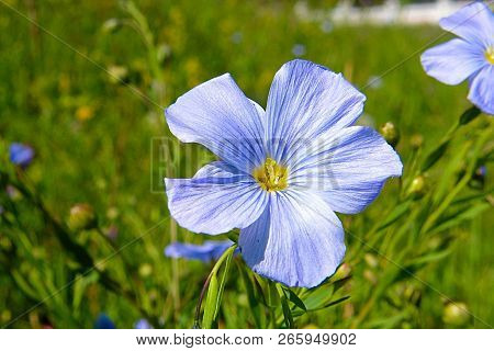 Blue Wildflower In The Grass Near Lake Baikal