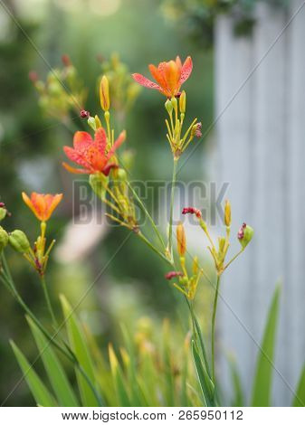 Close Up Orange Flower Beautiful In Nature