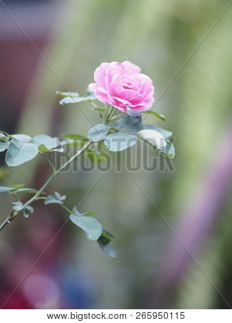 Close Up Pink Rose Beautiful In The Nature