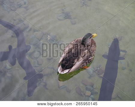 Teak Swimming In The Lake.shadow Fish In The Lake