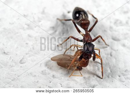 Macro Photography Of Ant Mimic Jumping Spider Biting On Prey On White Floor