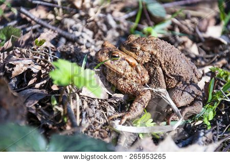 The Pairing Of Common Toads