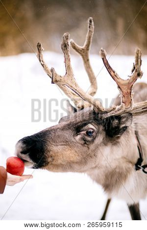 Beautiful Deer In Winter Eating An Apple, Reindeer With Horns, Close-up