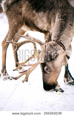 Beautiful Deer In In Winter Time. Reindeer With Horns, Close-up