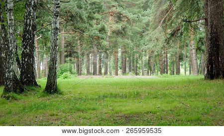Glade In The Forest Forest, Color, Pine