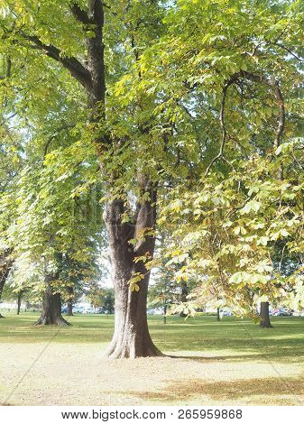 Big Tree In The Pubic Park Beautiful Sunshine