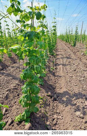 Growing Hops. Young Green Hops On The Plantation