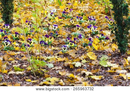 Blooming Viola Flowers Surrounded By Fallen Maple Leaves