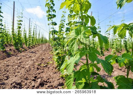Growing Hops. Young Green Hops On The Plantation