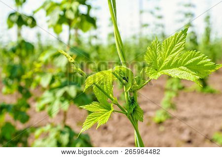 Growing Hops. Young Green Hops On The Plantation