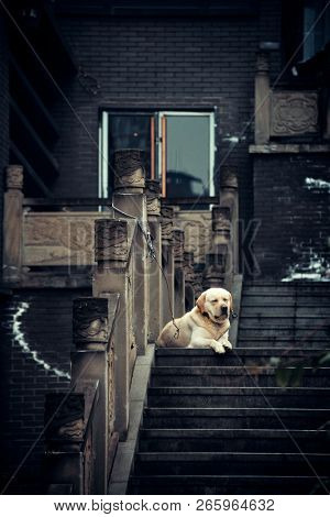 Dog in Xiahao Old street in Chongqing, China.