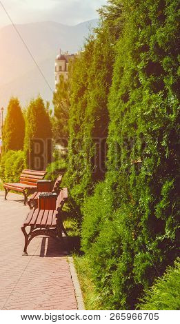 Tropical Park In Sochi With The Cypresses And Brown Wooden Benches