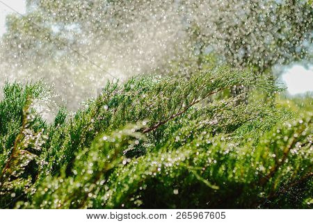 Drops Of Dew On Juniper. Green Juniper Branches In The Summer Sun.