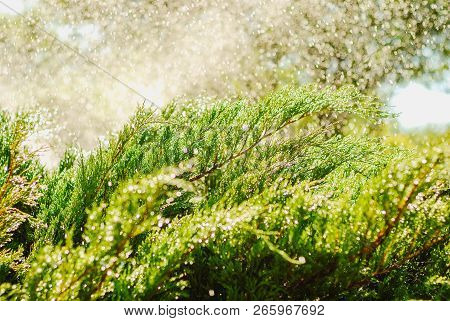 Drops Of Dew On Juniper. Green Juniper Branches In The Summer Sun.