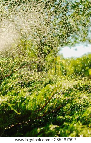 Drops Of Dew On Juniper. Green Juniper Branches In The Summer Sun.
