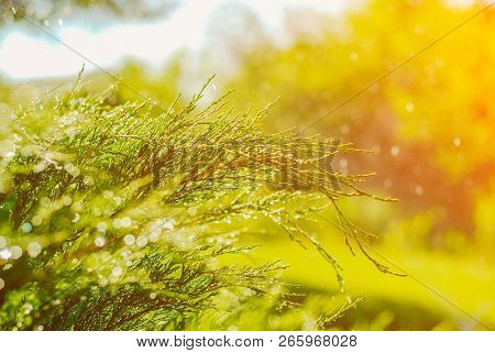Drops Of Dew On Juniper. Green Juniper Branches In The Summer Sun.