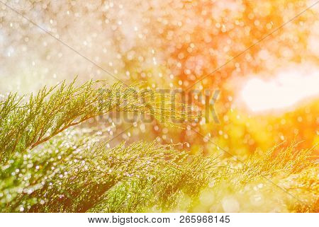 Drops Of Dew On Juniper. Green Juniper Branches In The Summer Sun.