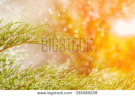 Drops Of Dew On Juniper. Green Juniper Branches In The Summer Sun.
