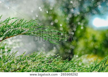 Drops Of Dew On Juniper. Green Juniper Branches In The Summer Sun.