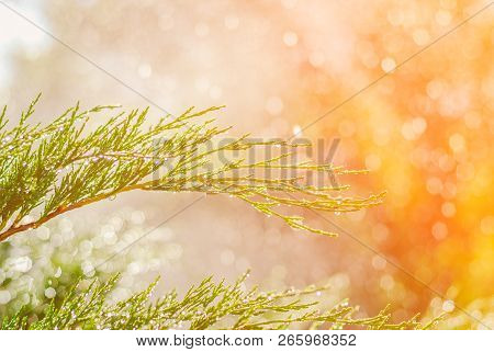 Drops Of Dew On Juniper. Green Juniper Branches In The Summer Sun.