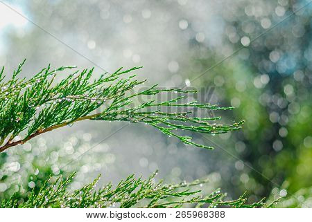 Drops Of Dew On Juniper. Green Juniper Branches In The Summer Sun.