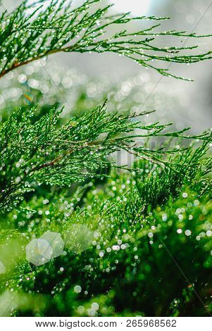 Drops Of Dew On Juniper. Green Juniper Branches In The Summer Sun.