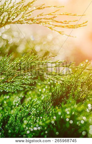 Drops Of Dew On Juniper. Green Juniper Branches In The Summer Sun.