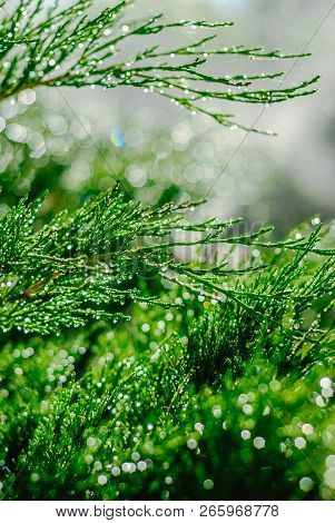Drops Of Dew On Juniper. Green Juniper Branches In The Summer Sun.