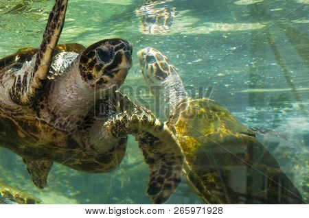 Red Sea, Eilat. Huge Green Sea Turtle Put His Head Out From Water. Green Sea Turtle - These Are Larg