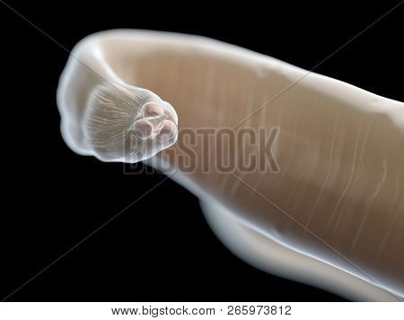 3d rendered illustration of an ascariasis worm