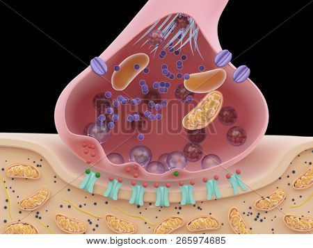 3d rendered illustration of a synapse cross-section