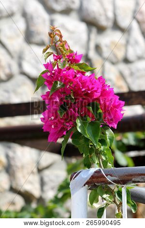 Bougainvillea Hardy Vine Plant With Pink Bracts Around Small White Flowers Surrounded With Thick Lig
