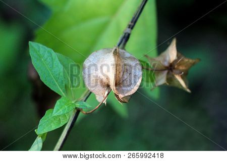 Nicandra Physalodes Or Apple-of-peru Or Shoo-fly Plant Mature Lantern Like Light Brown Fruit Growing