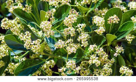 Foliage And Flowers Of Australian Laurel (pittosporum Tobira).