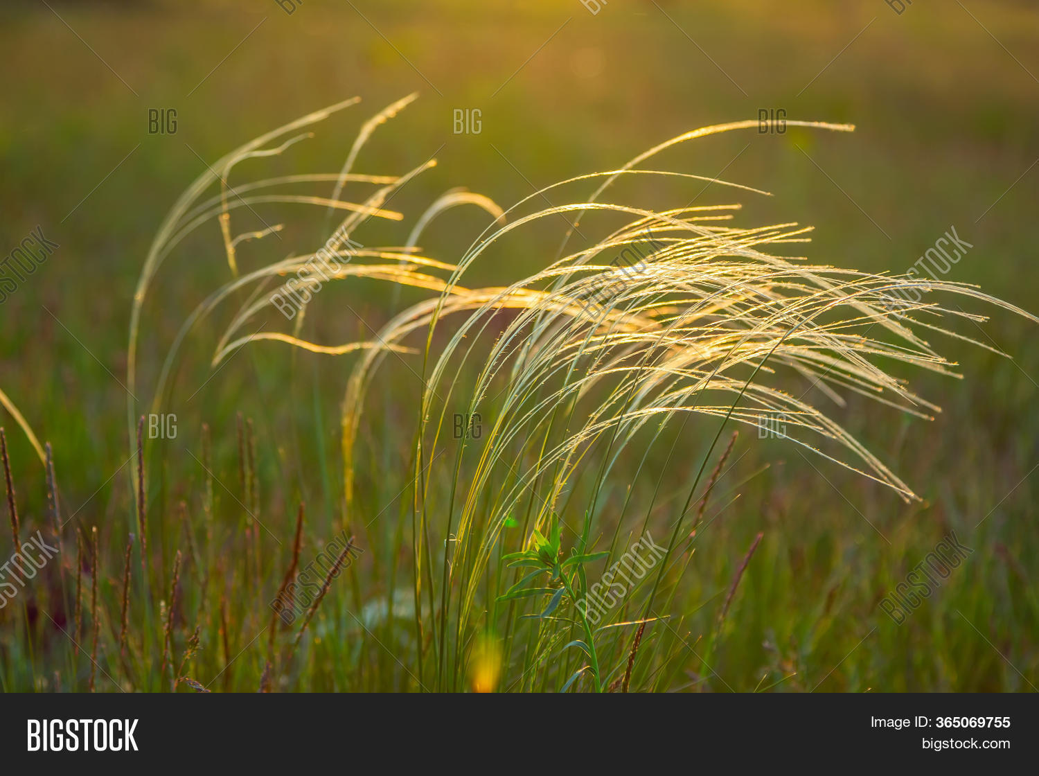 View Feather Grass Image & Photo (Free Trial) Bigstock
