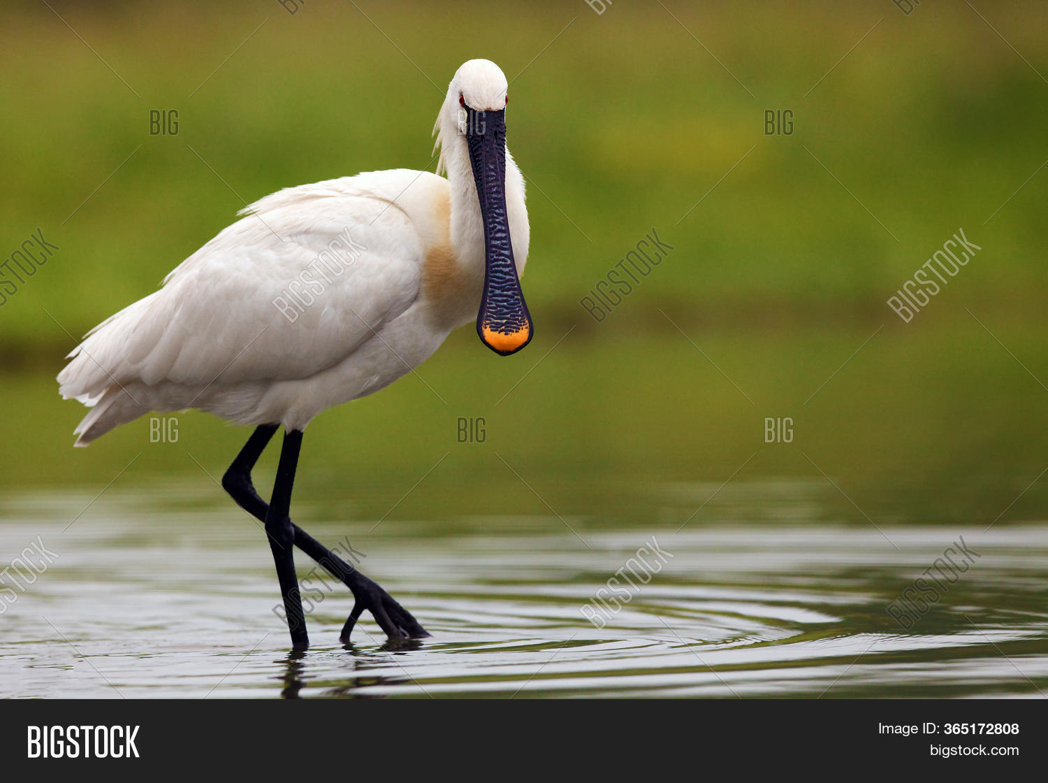eurasian-spoonbill-image-photo-free-trial-bigstock