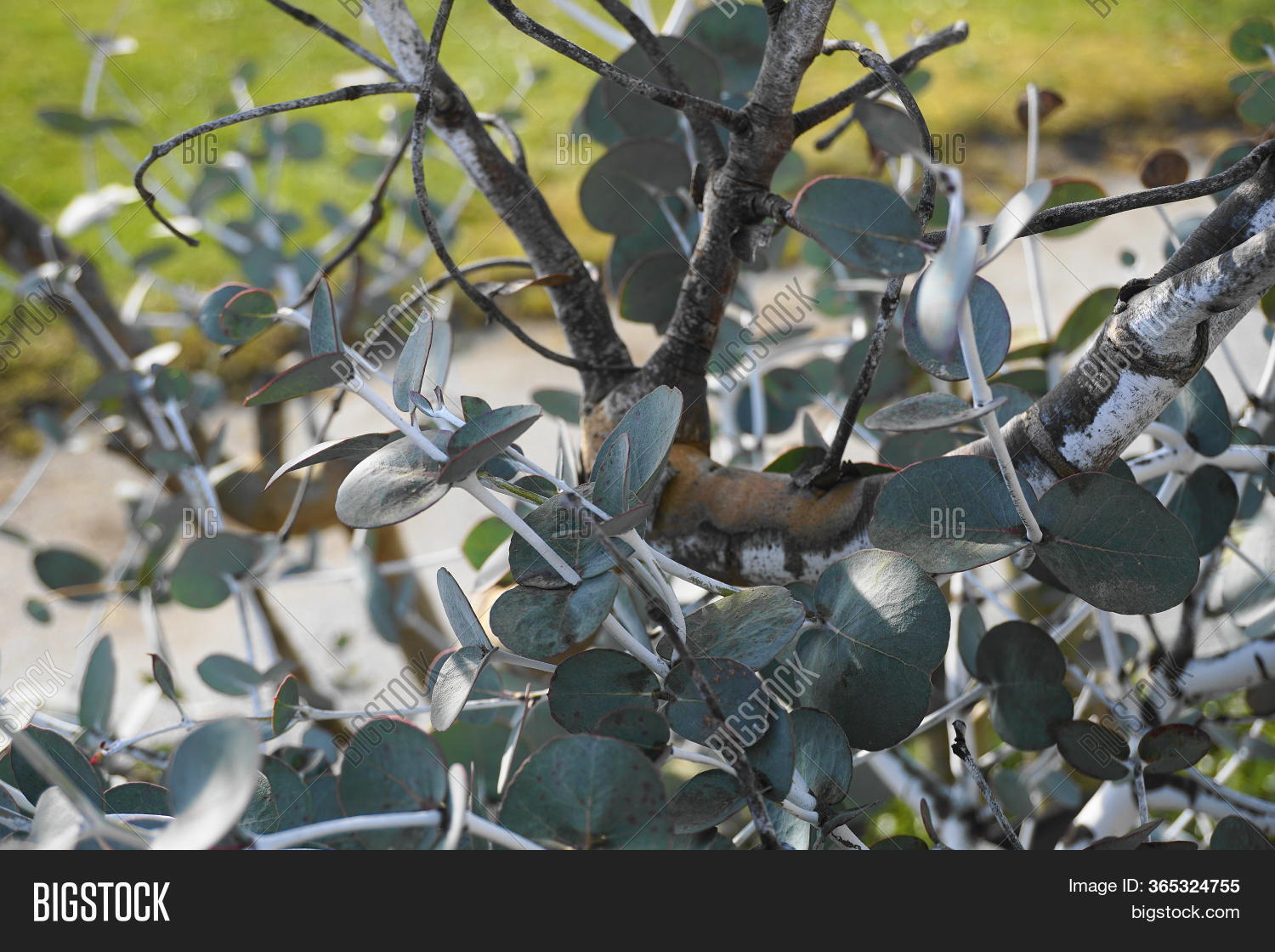 Eucalyptus Image Photo Free Trial Bigstock
