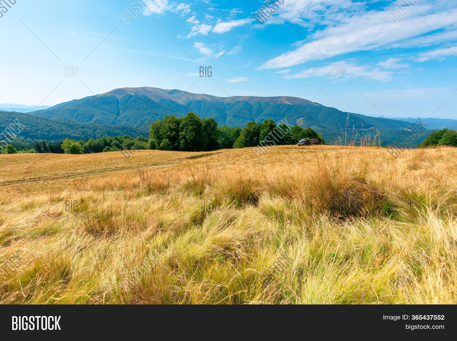 Yellow Grass On Meadow Image & Photo (Free Trial) Bigstock