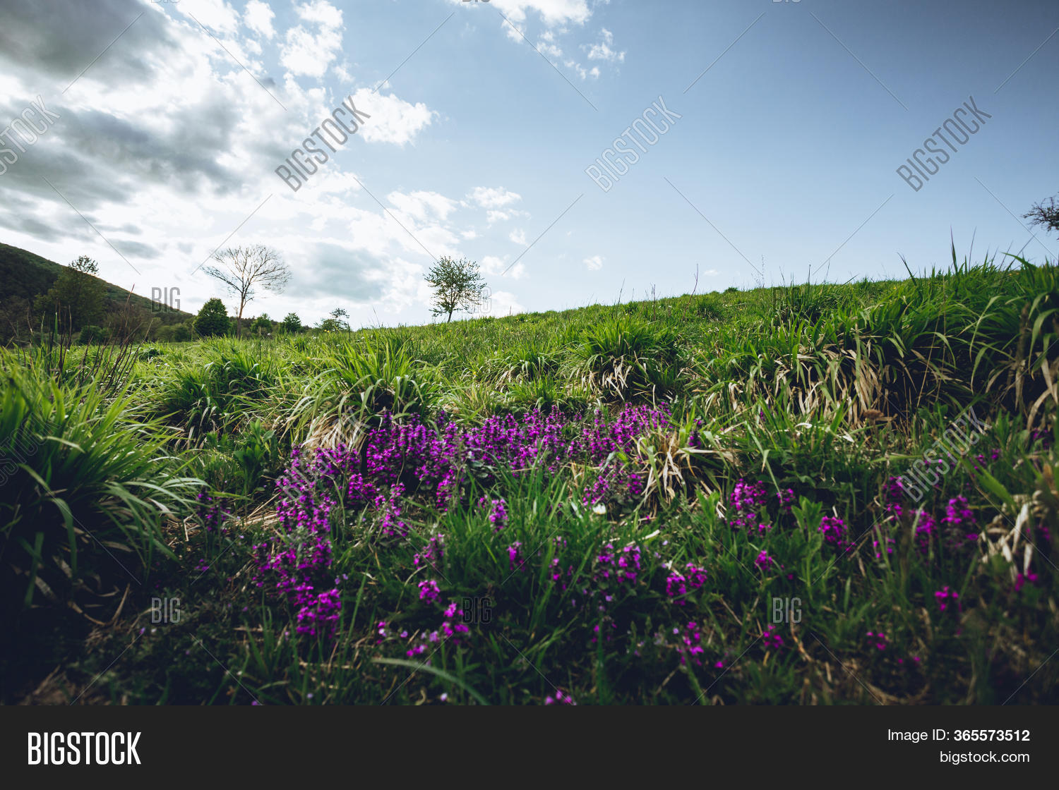Blooming Purple Field Image & Photo (Free Trial) Bigstock