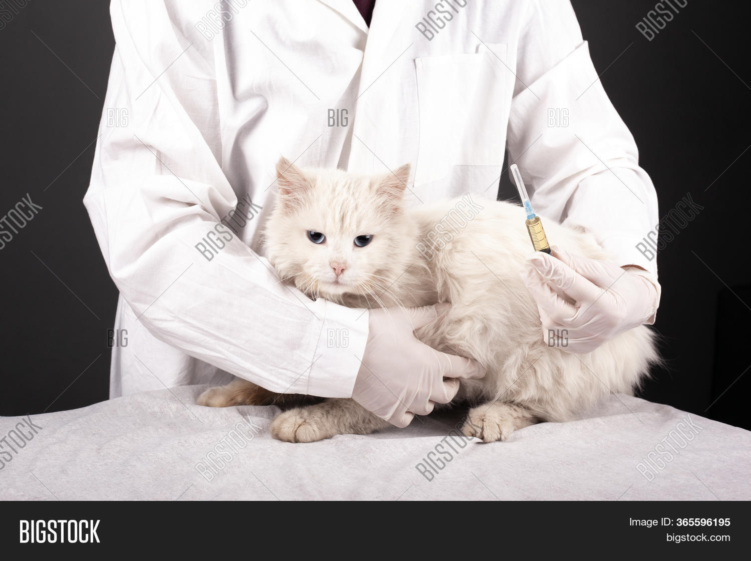 ангорская кошка альбинос. гладить кота. лечение белым котом. лечение белым котом. анатолийский кот белый.