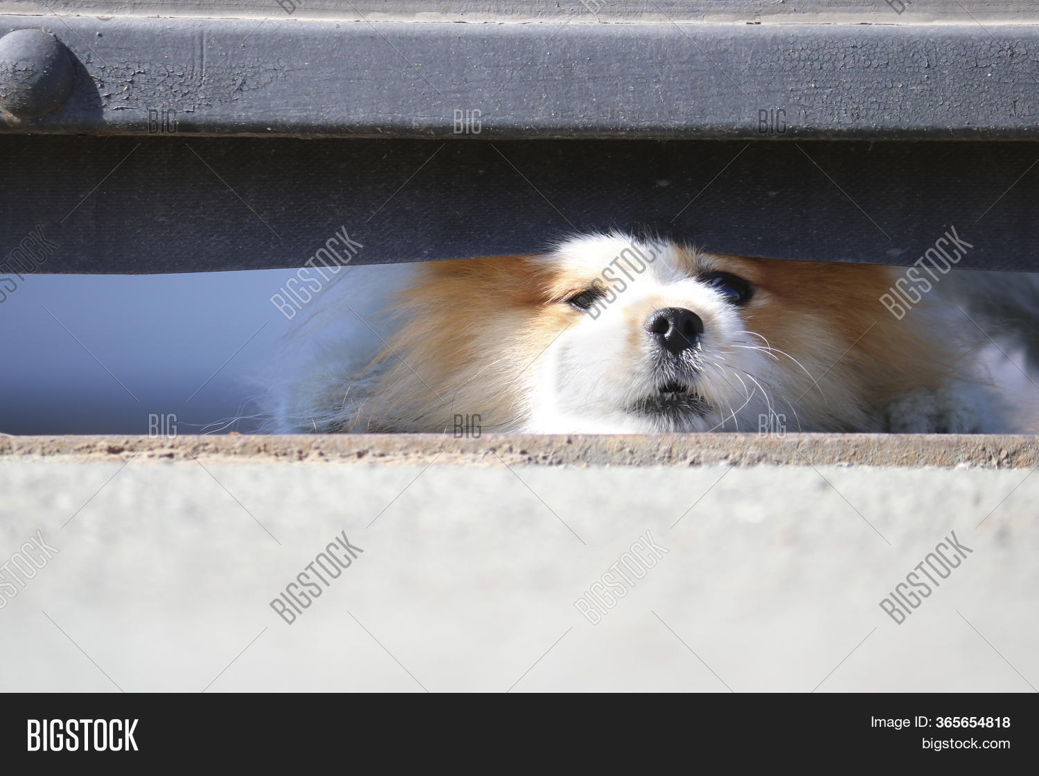 dog barks at passers by
