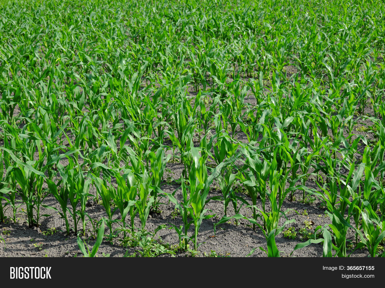 Stalks Young Corn Grow Image & Photo (Free Trial) Bigstock