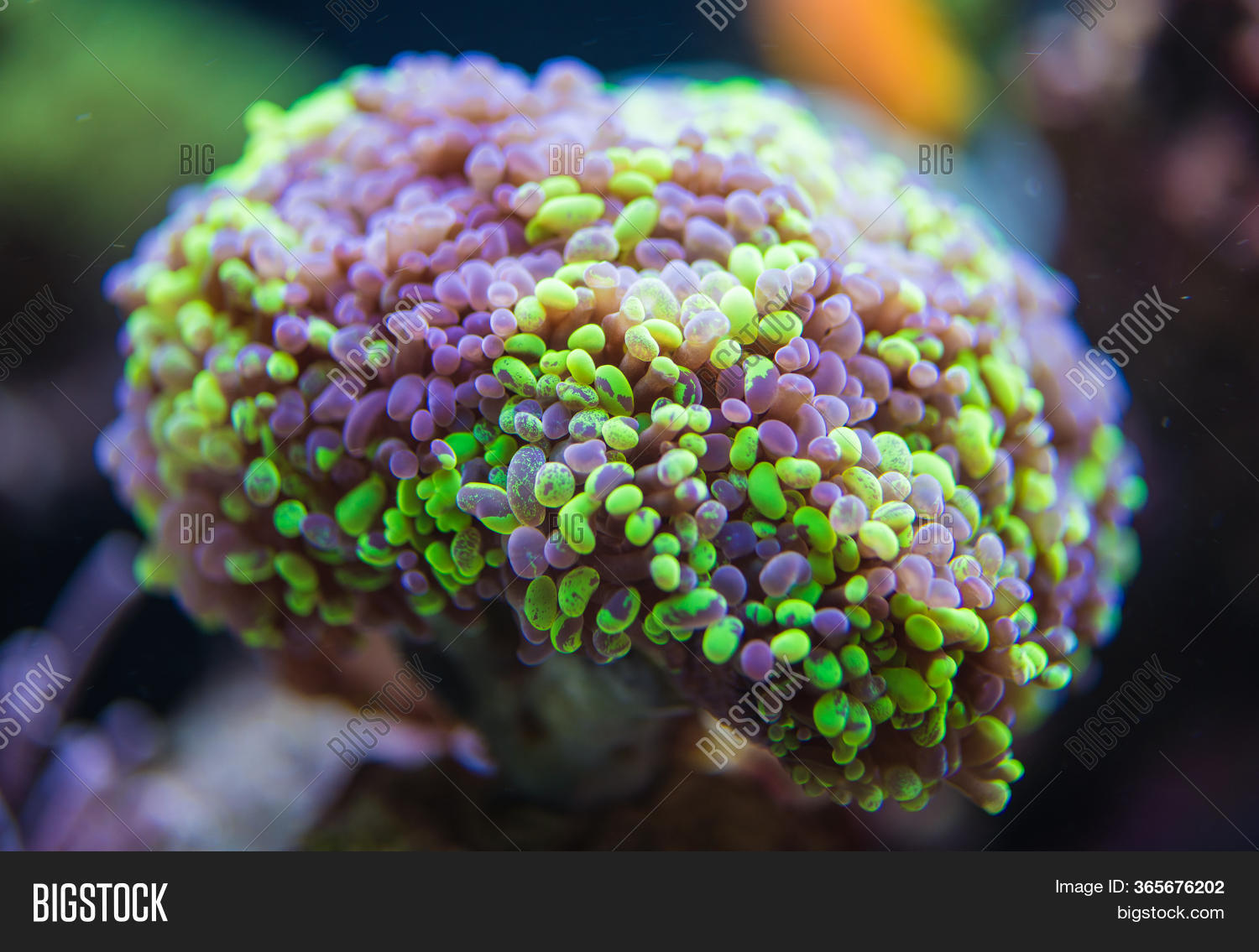 Close Soft Coral Reef Image & Photo (Free Trial) Bigstock