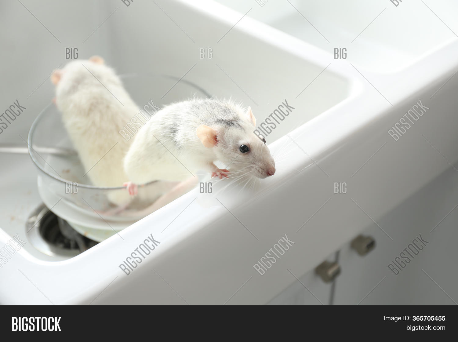 Rats Dirty Dishes Image & Photo (Free Trial) Bigstock