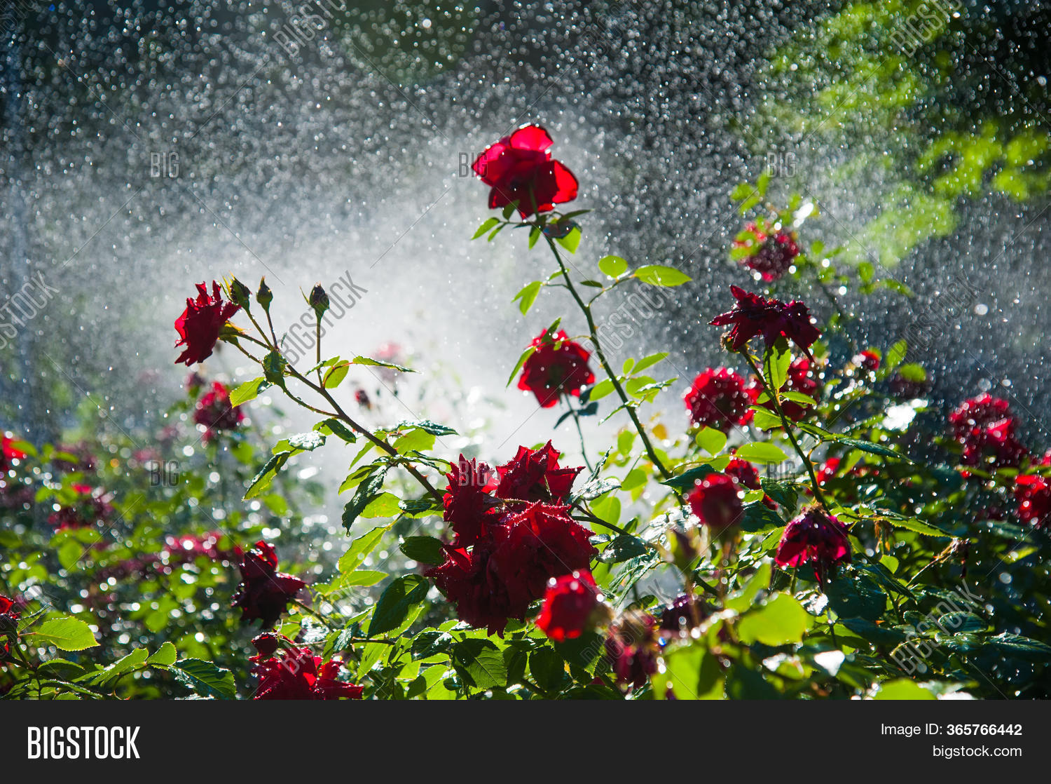 Watering Lawn Rose Image & Photo (Free Trial) Bigstock